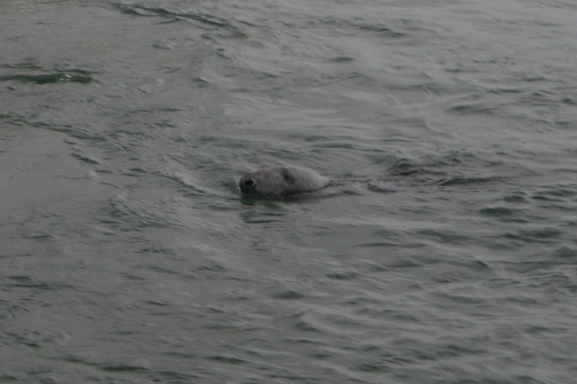 Otter At Fionnphort Jetty, Mull